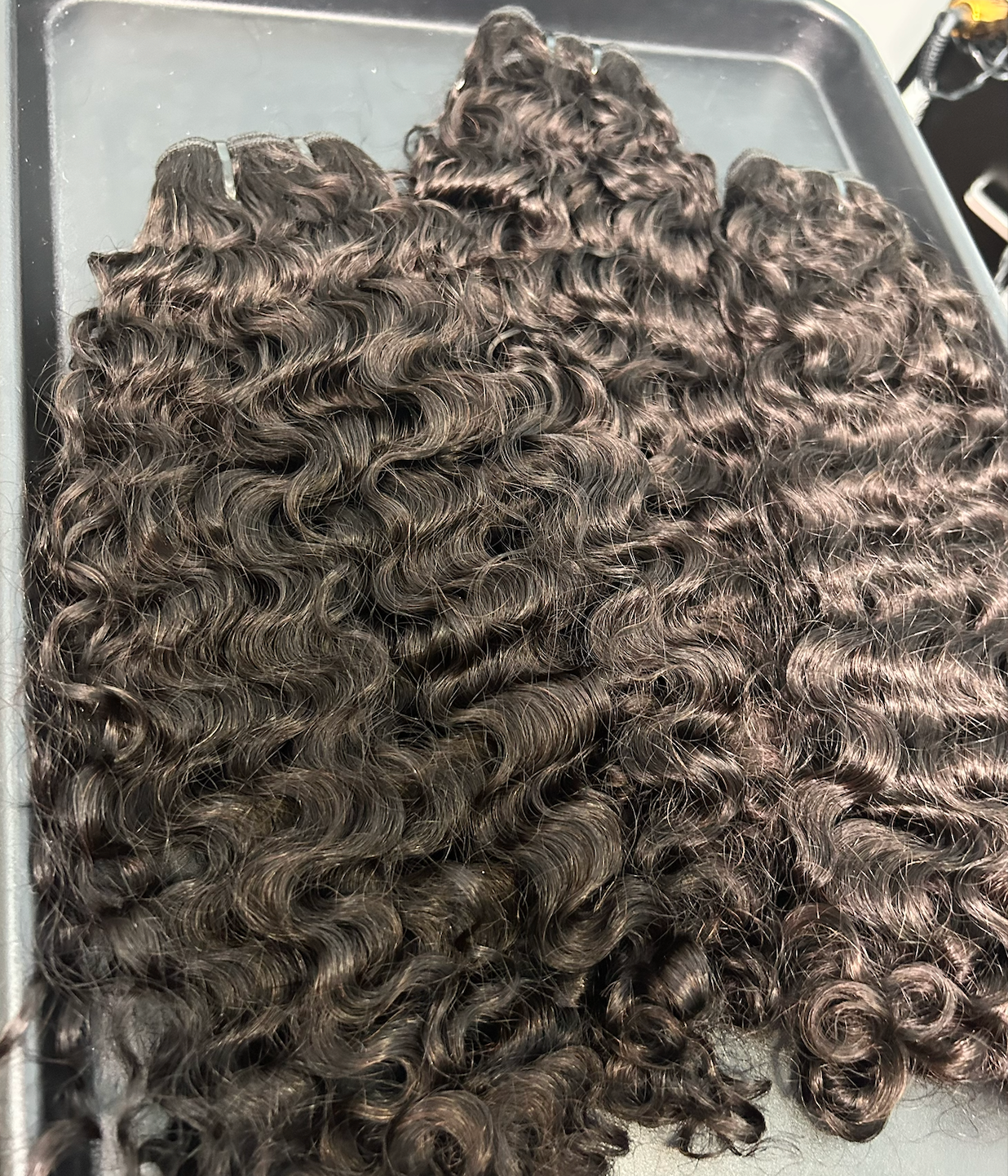 Burmese Curly